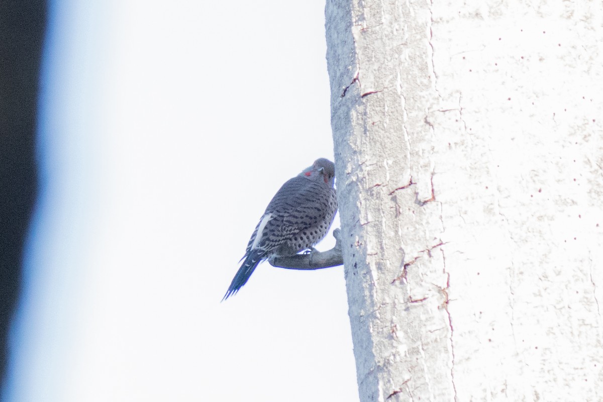 Northern Flicker - ML643174905