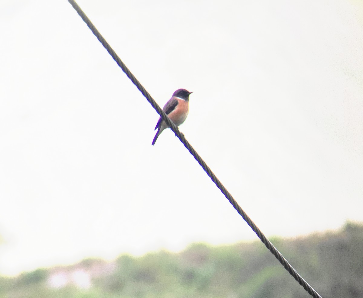 Siberian Stonechat - ML643174906