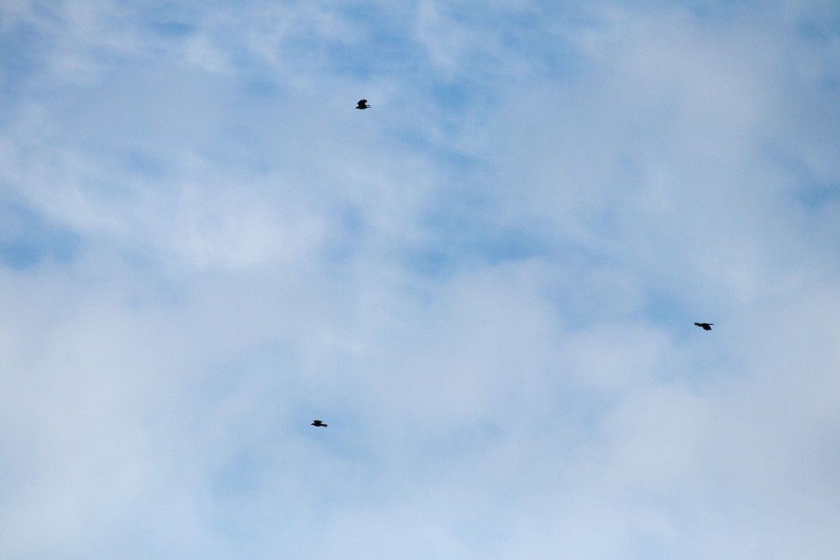 American Crow - ML643174909