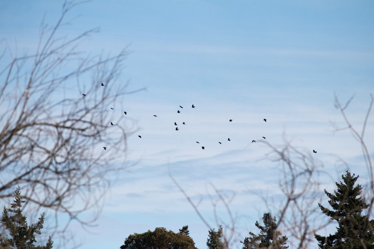 American Crow - ML643174912