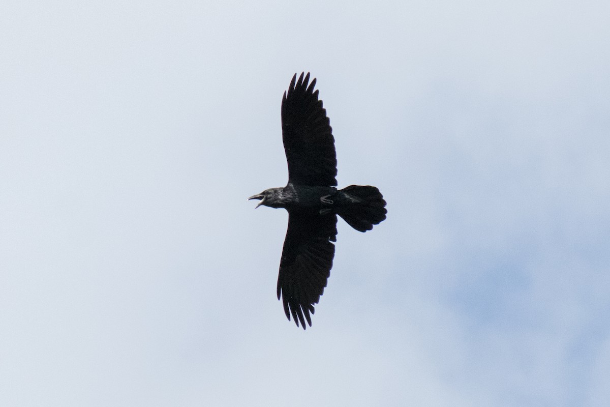 Common Raven - ML643174913