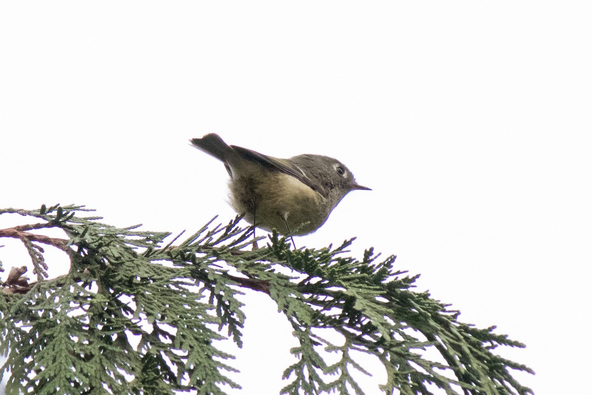 Ruby-crowned Kinglet - ML643174914