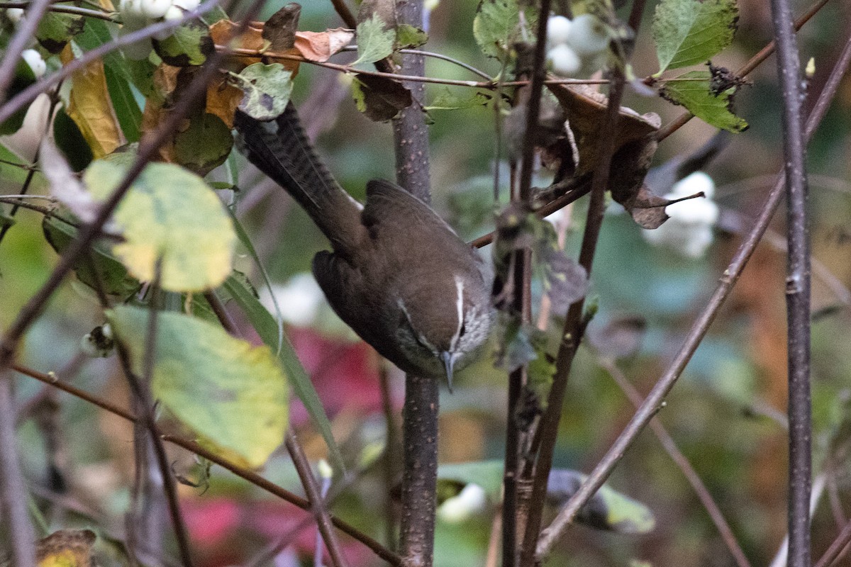 Bewick's Wren - ML643174916