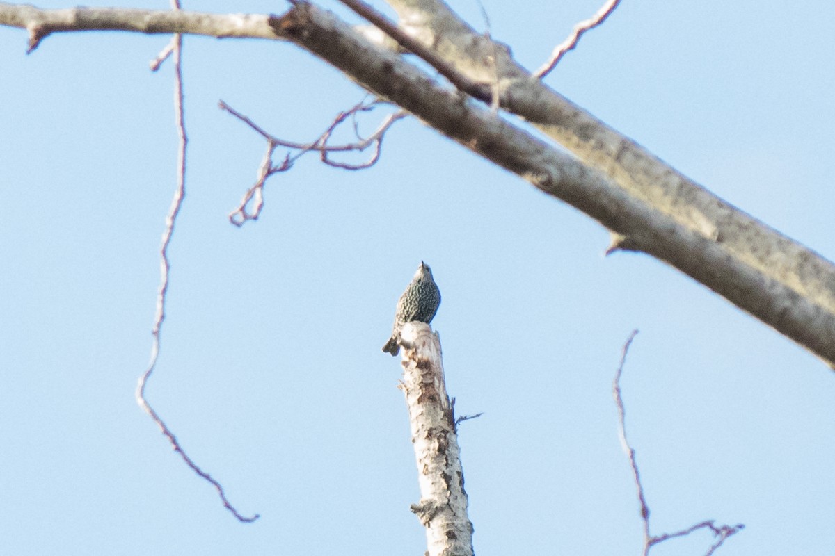European Starling - ML643174917