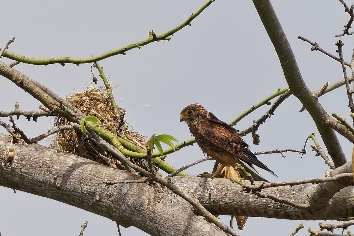 Spotted Kestrel - ML643174933