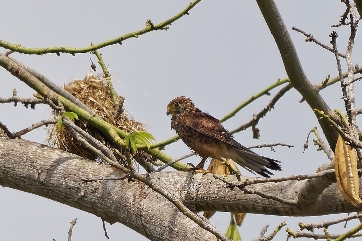 Spotted Kestrel - ML643174934