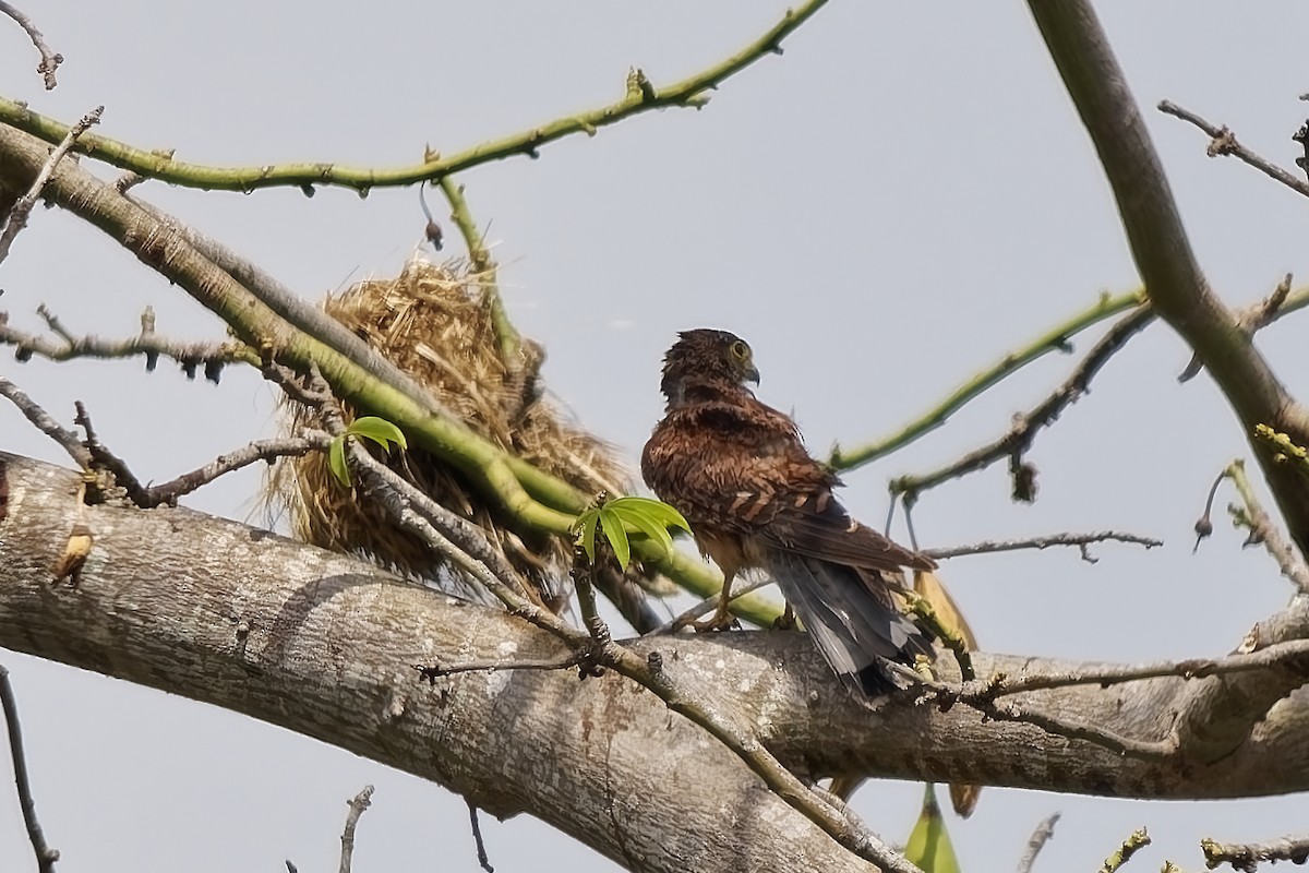Spotted Kestrel - ML643174935