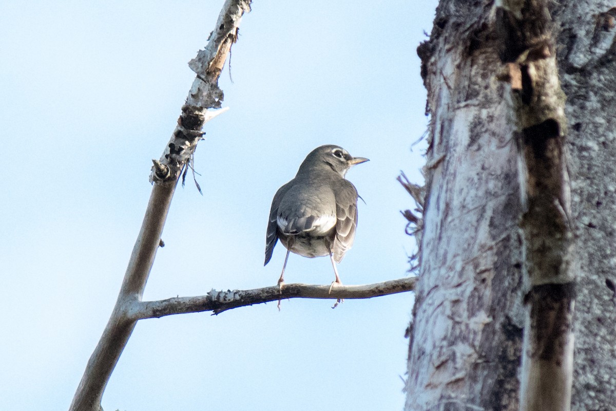 American Robin - ML643174937