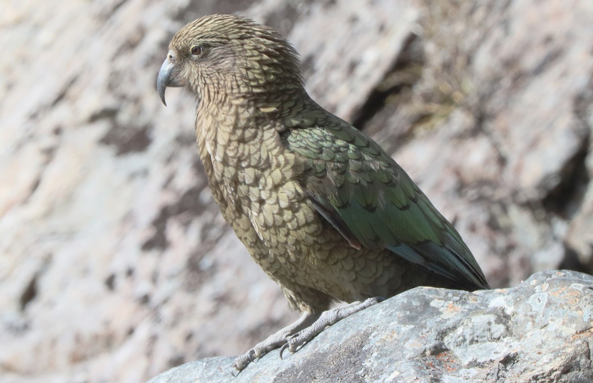 Kea - ML643174938