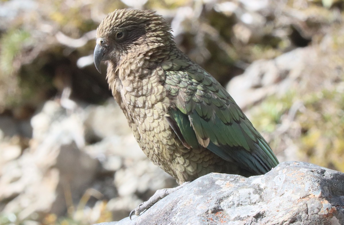 Kea - ML643174939