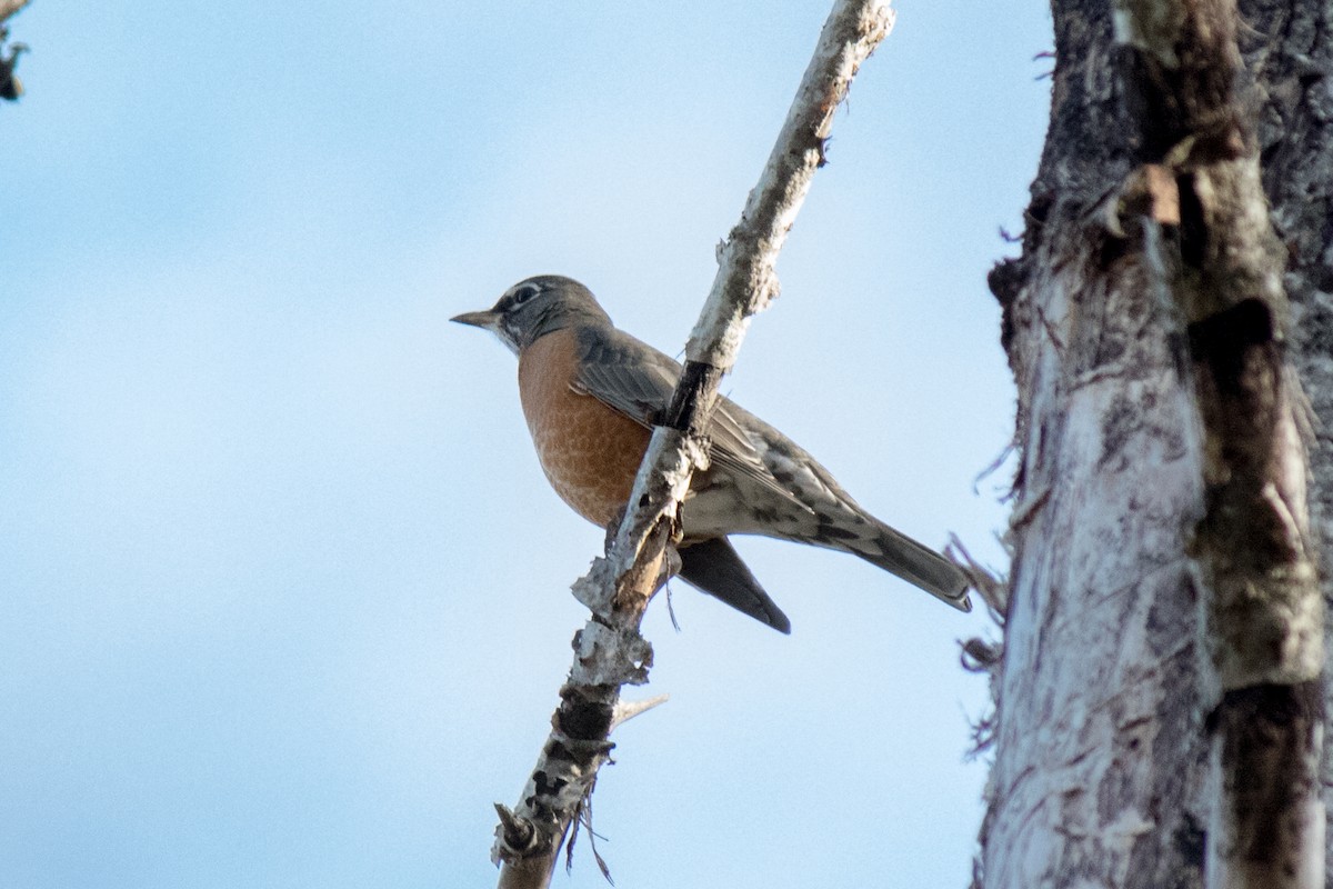 American Robin - ML643174942