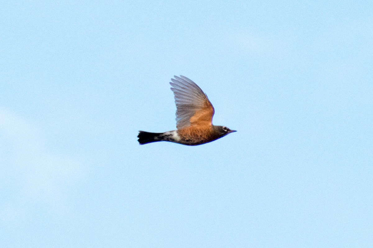 American Robin - ML643174944