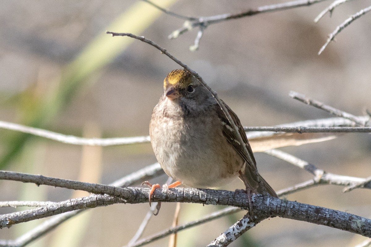 Golden-crowned Sparrow - ML643174947
