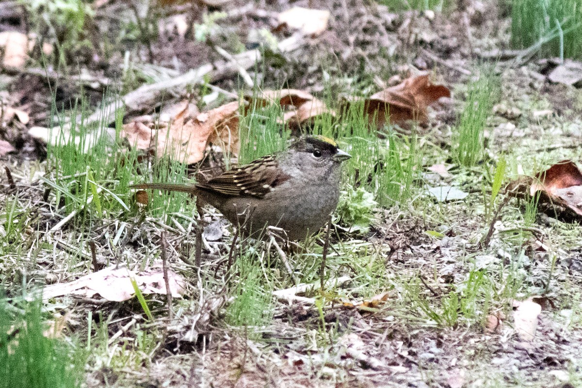 Golden-crowned Sparrow - ML643174948