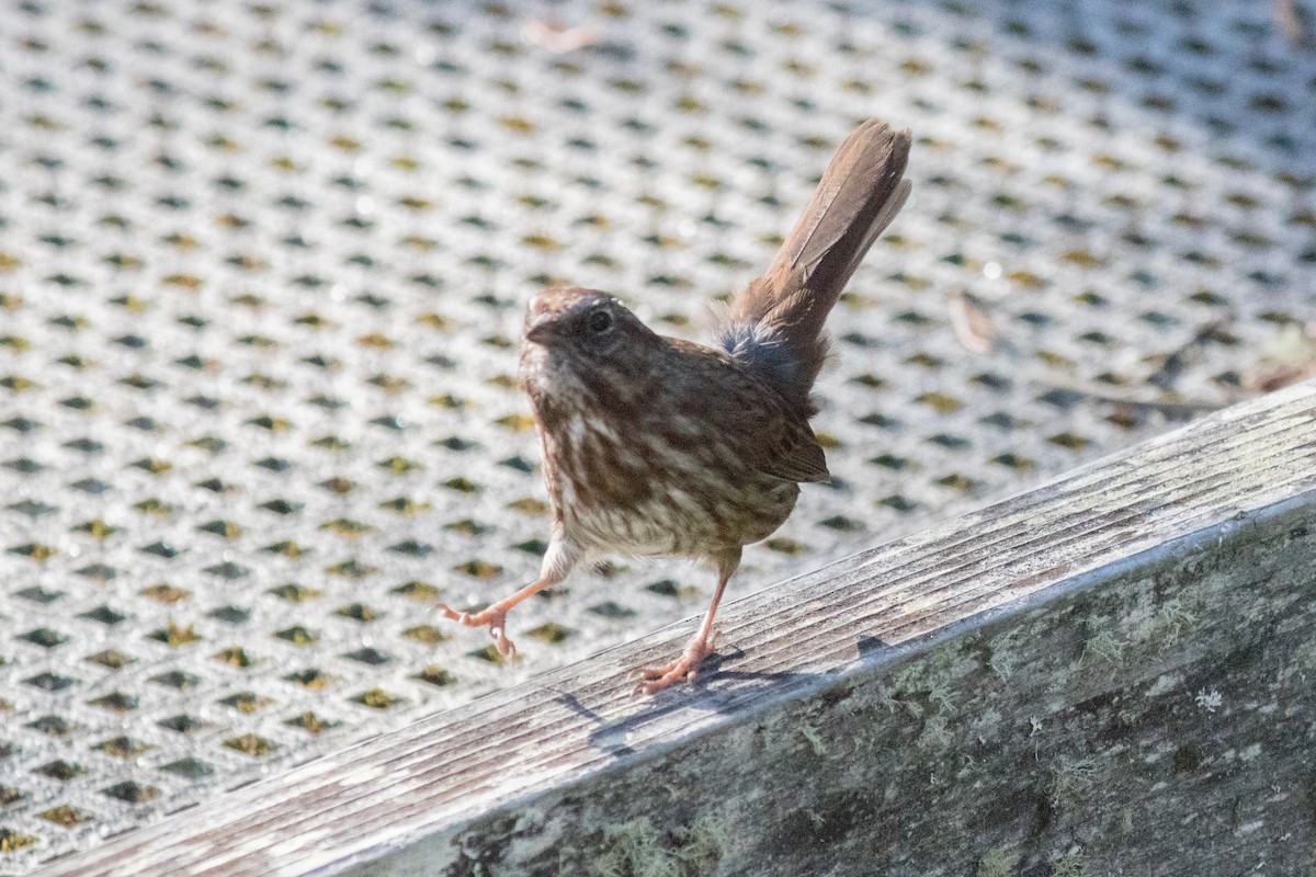 Song Sparrow - ML643174950