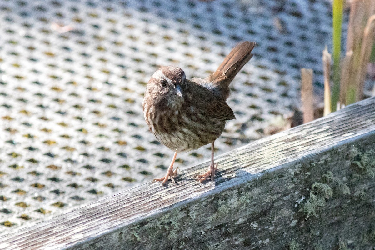Song Sparrow - ML643174951