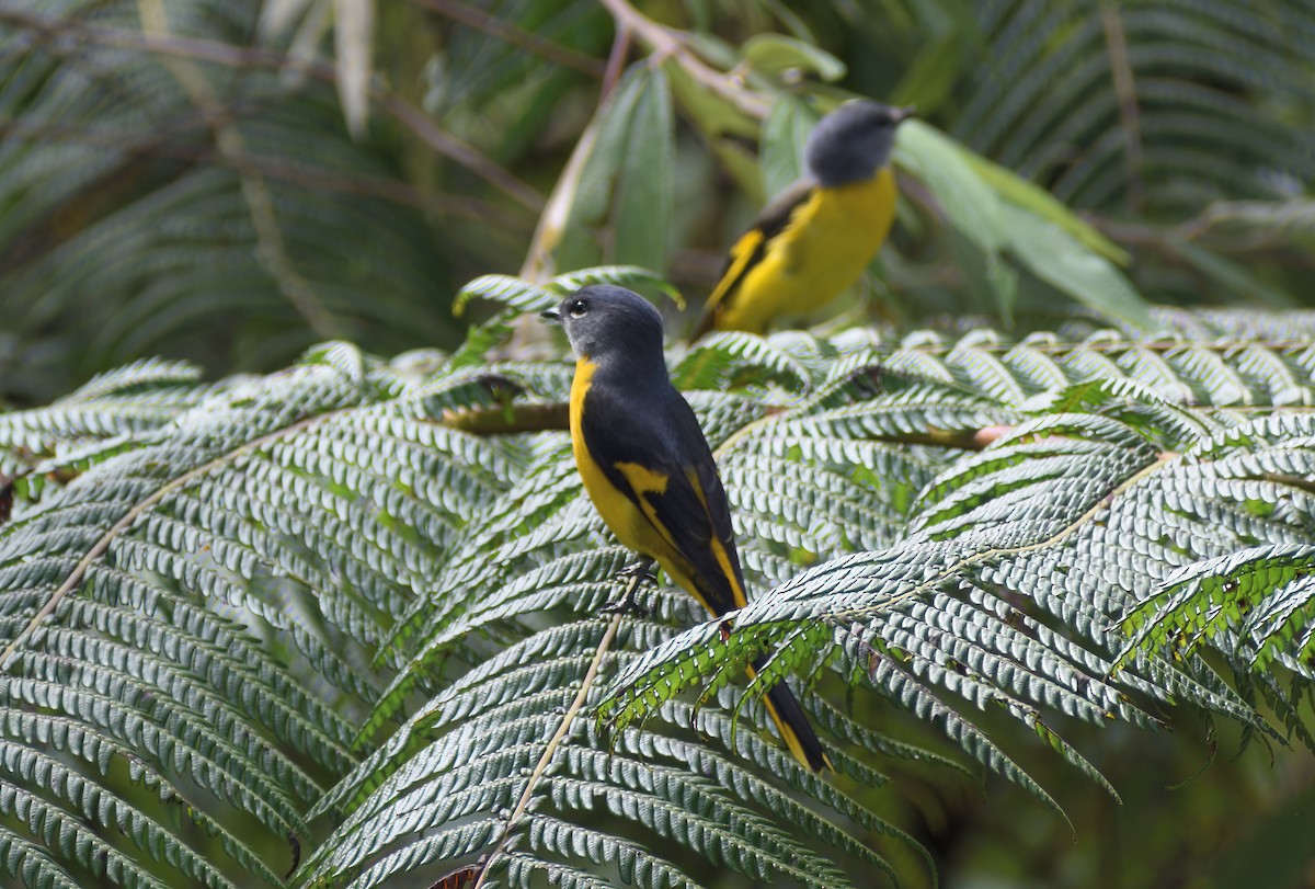 Gray-chinned Minivet - ML643174952