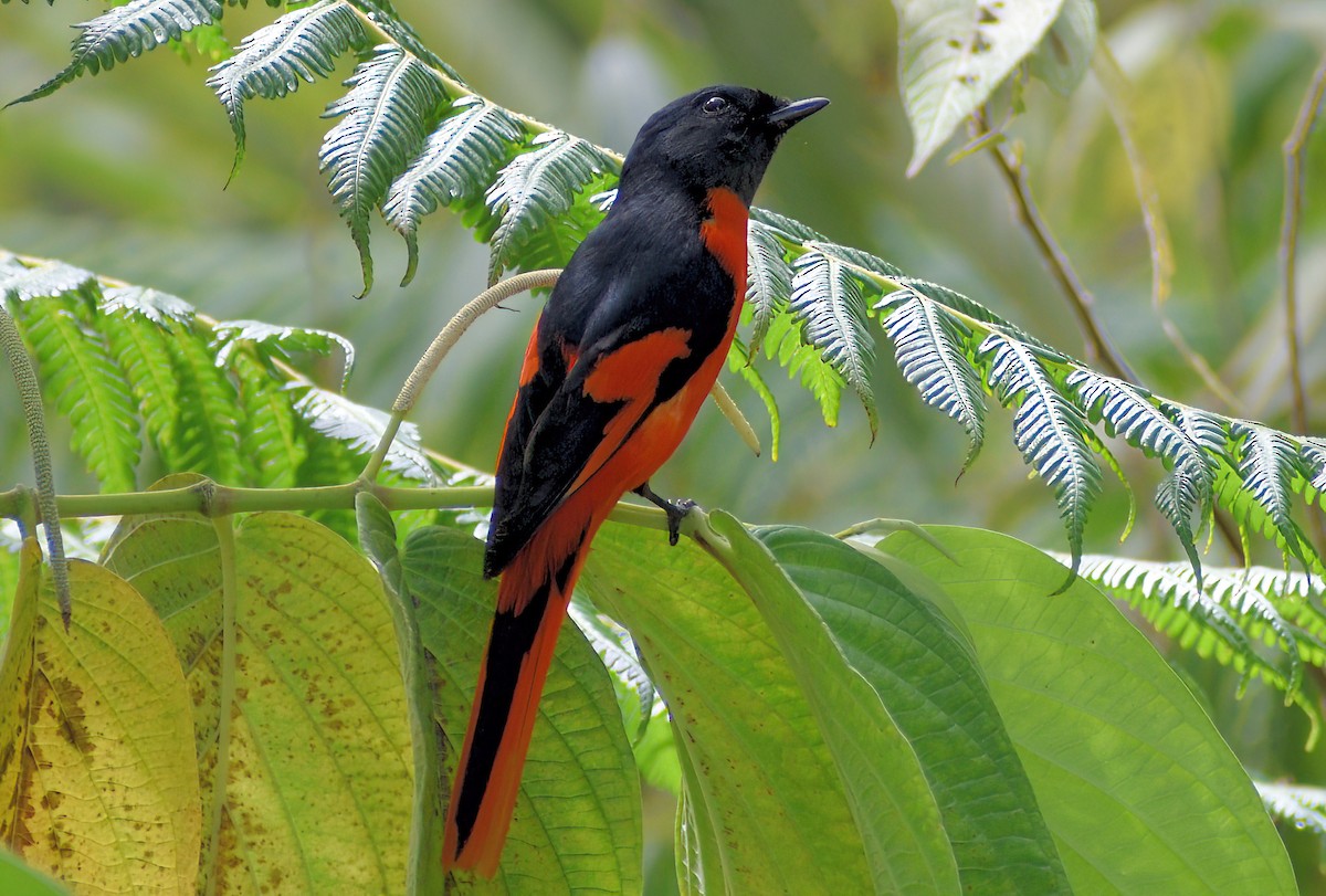 Gray-chinned Minivet - ML643174953