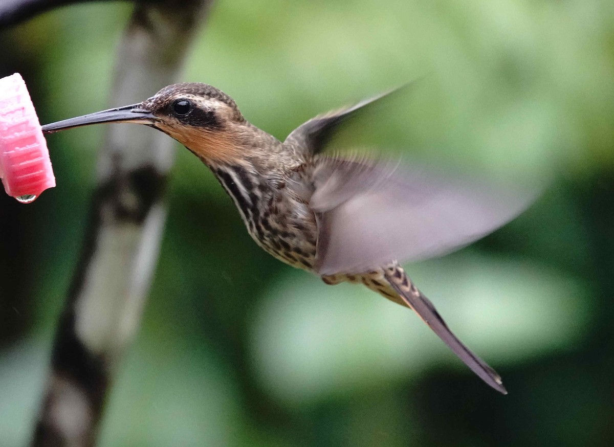 Saw-billed Hermit - ML643174954