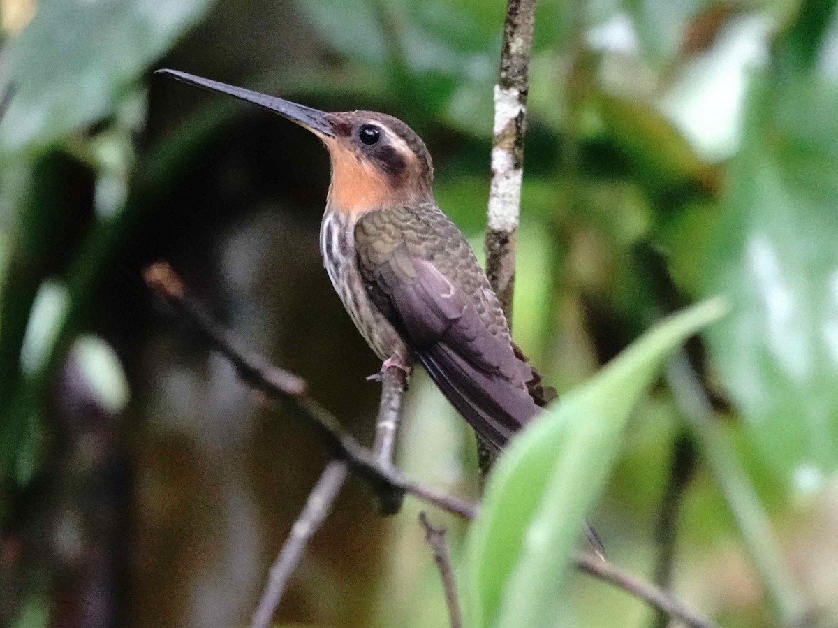 Saw-billed Hermit - ML643174955