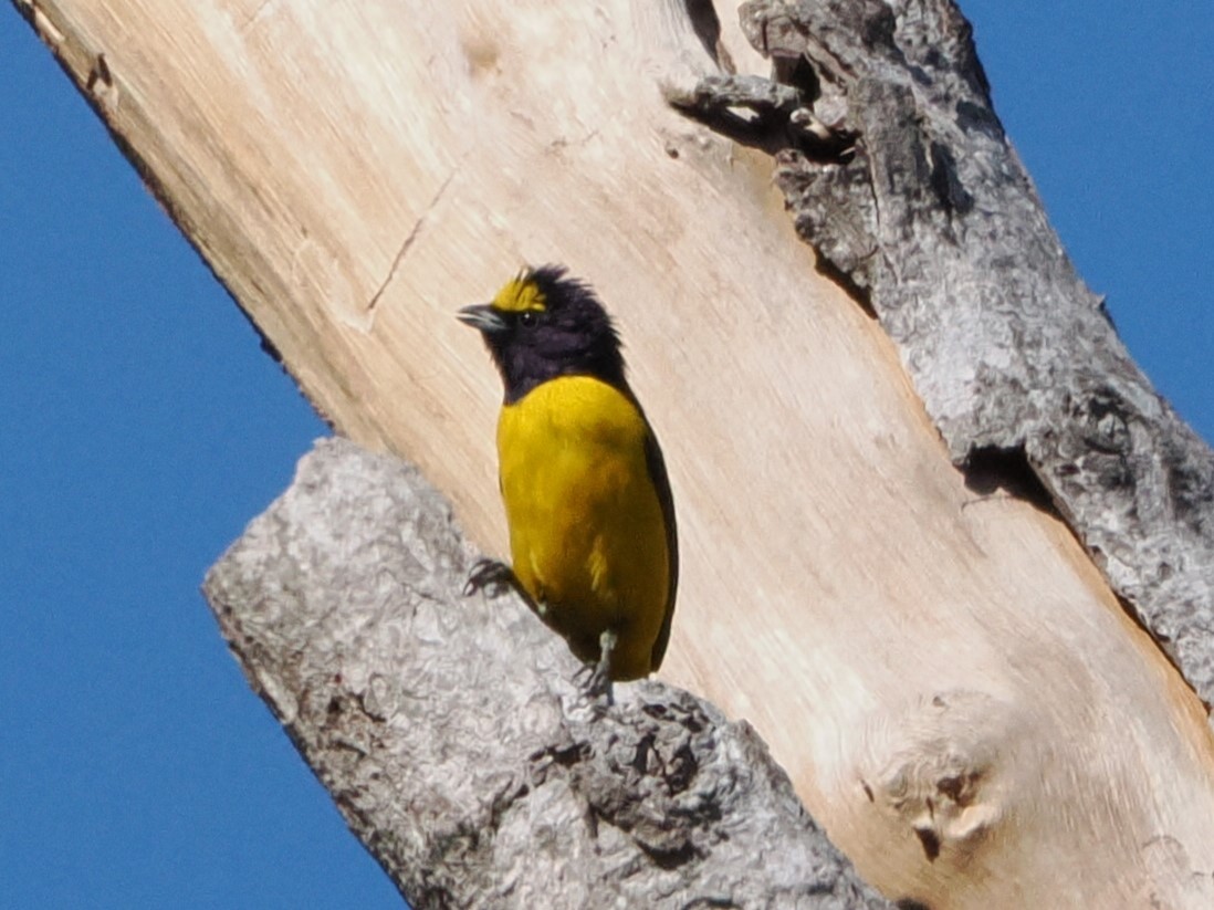Scrub Euphonia - ML643174956
