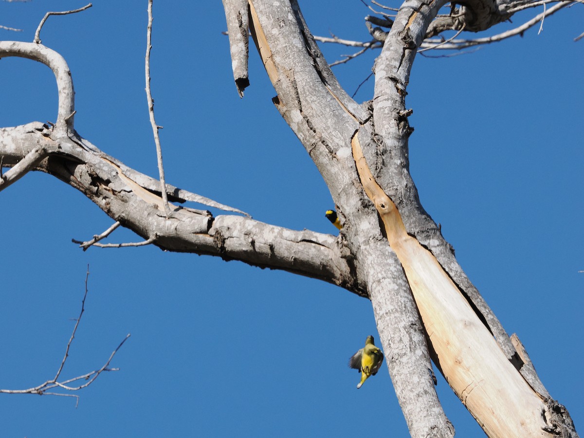 Scrub Euphonia - ML643174961