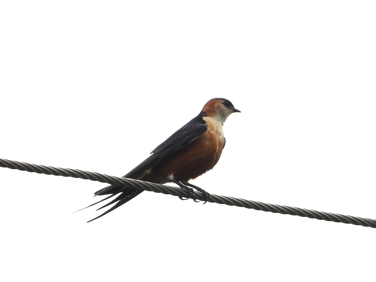 Mosque Swallow - ML643174998