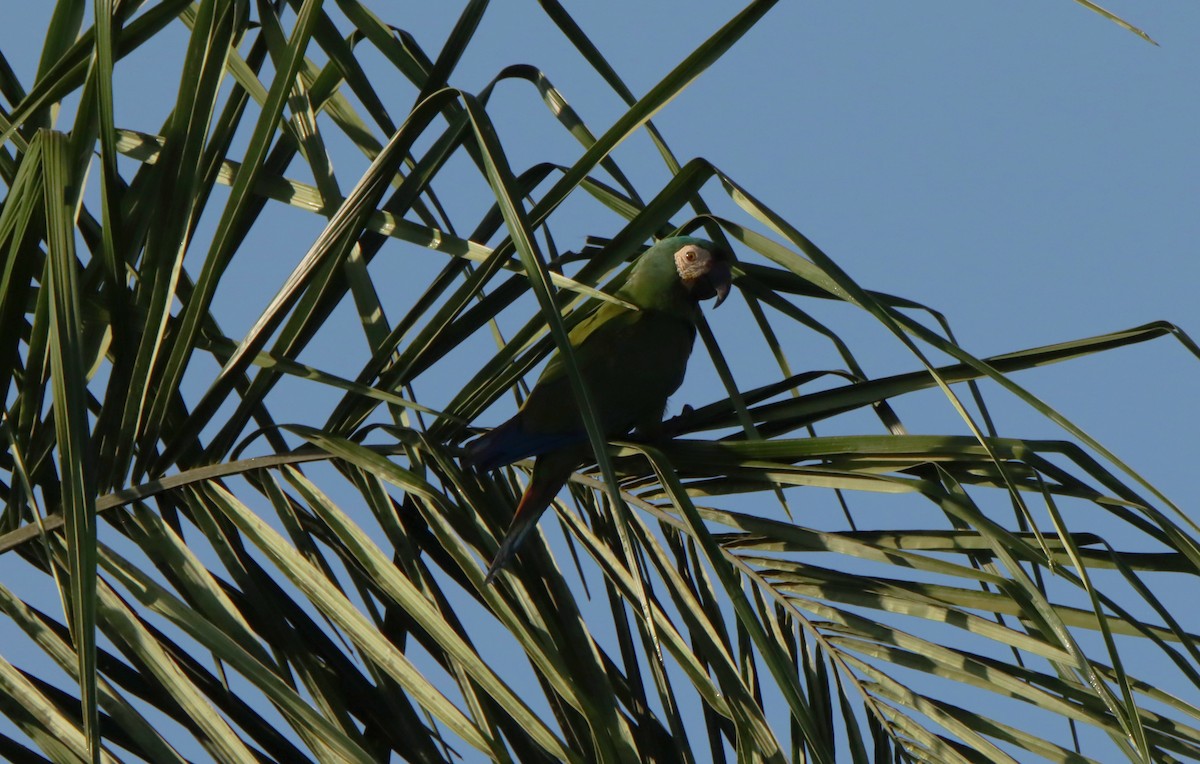 Chestnut-fronted Macaw - ML643175031