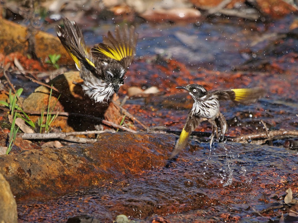 New Holland Honeyeater - ML643175038