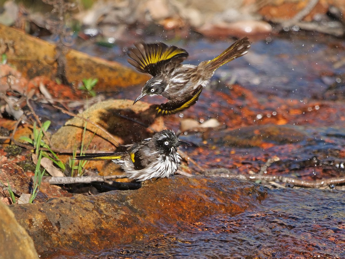 New Holland Honeyeater - ML643175039