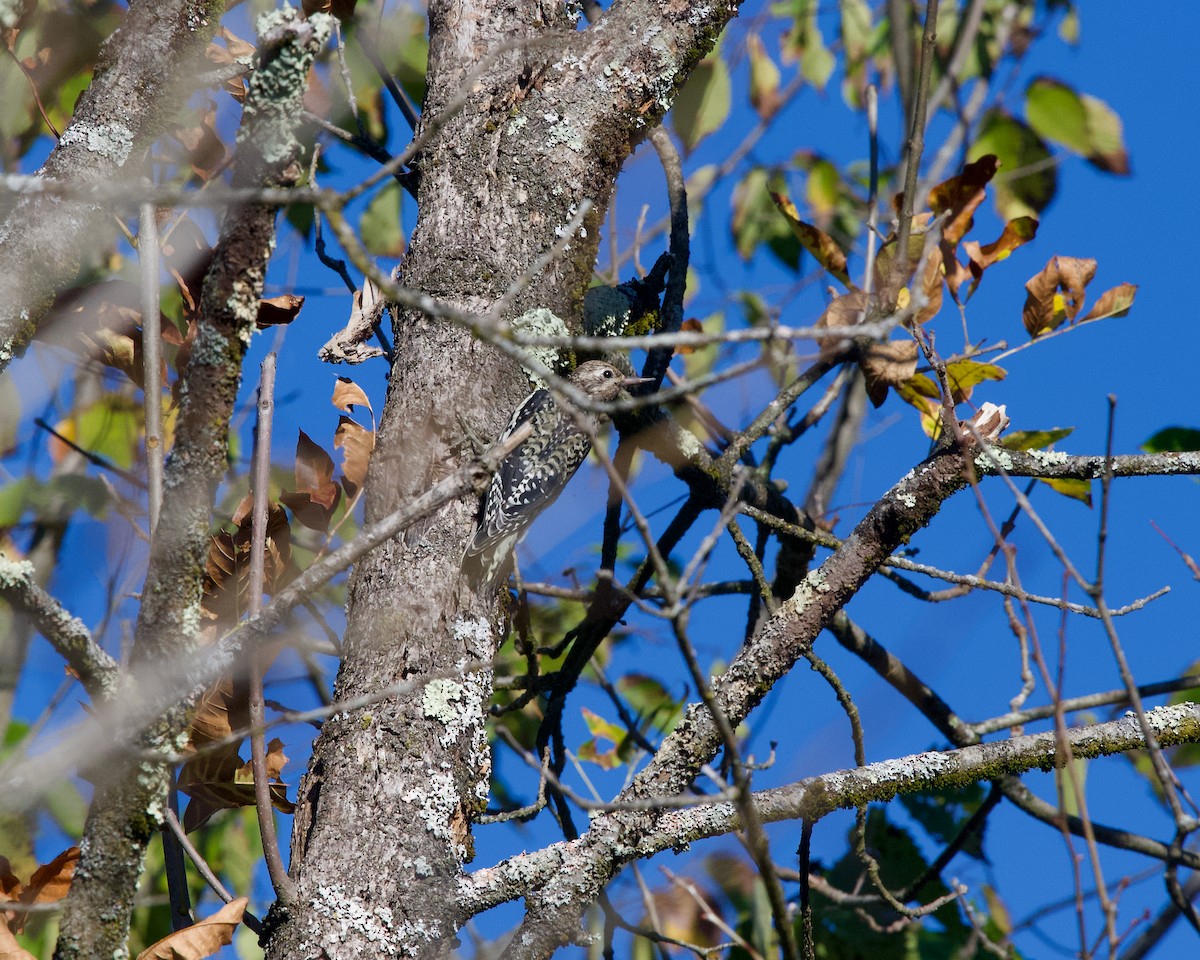 Yellow-bellied Sapsucker - ML643175042