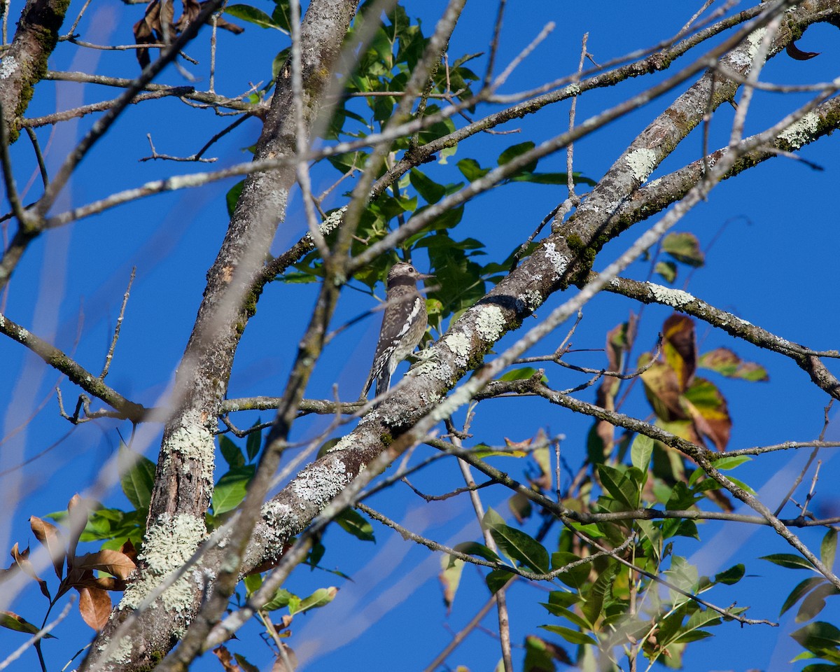 Yellow-bellied Sapsucker - ML643175043