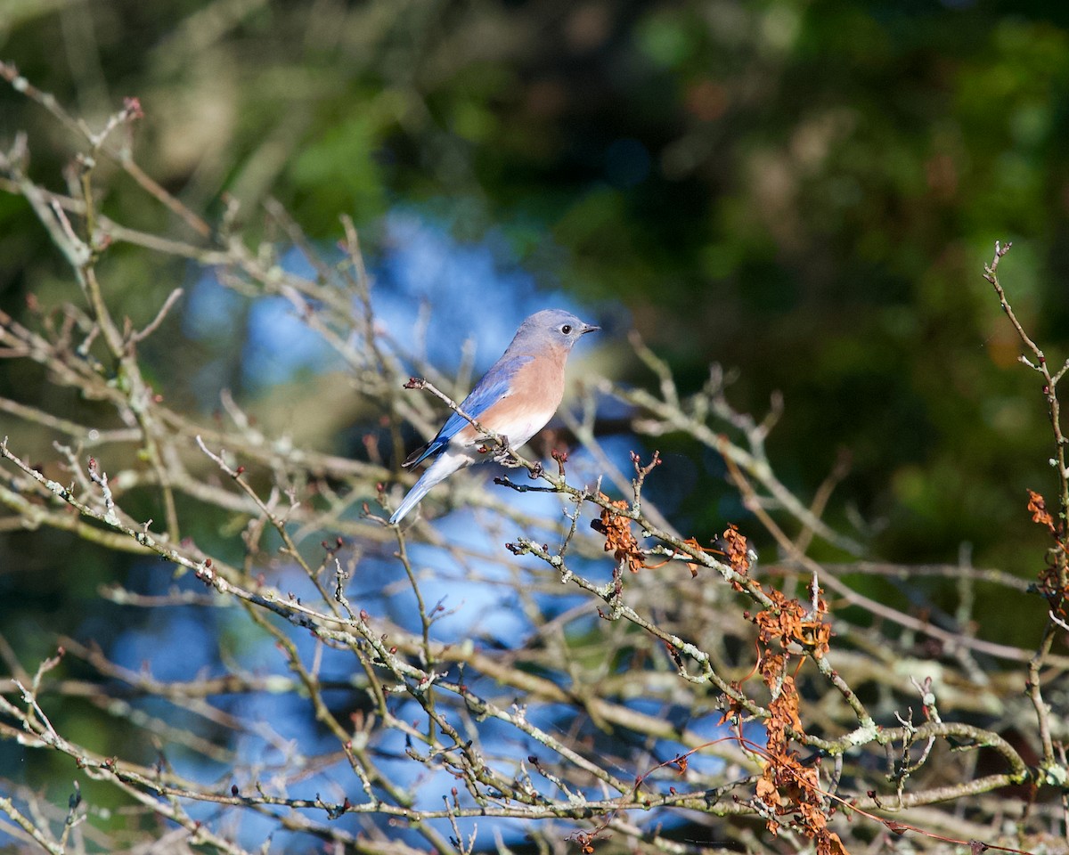 Eastern Bluebird - ML643175055