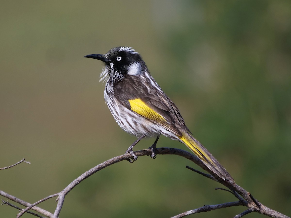 New Holland Honeyeater - ML643175058