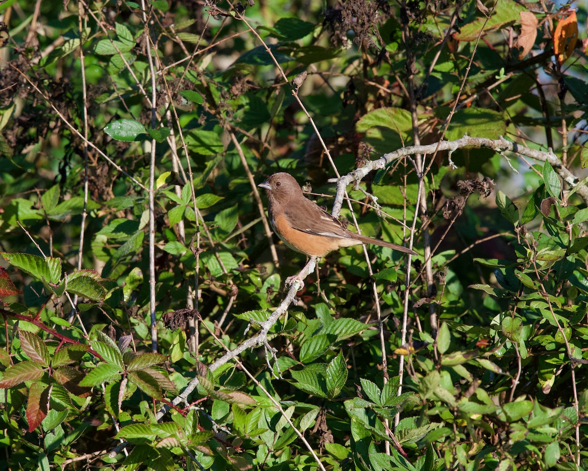 Eastern Towhee - ML643175059