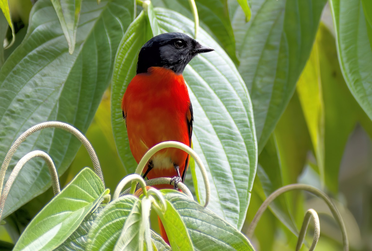 Minivet mandarin - ML643175079
