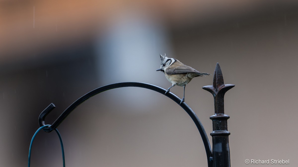 Mésange huppée - ML643175086