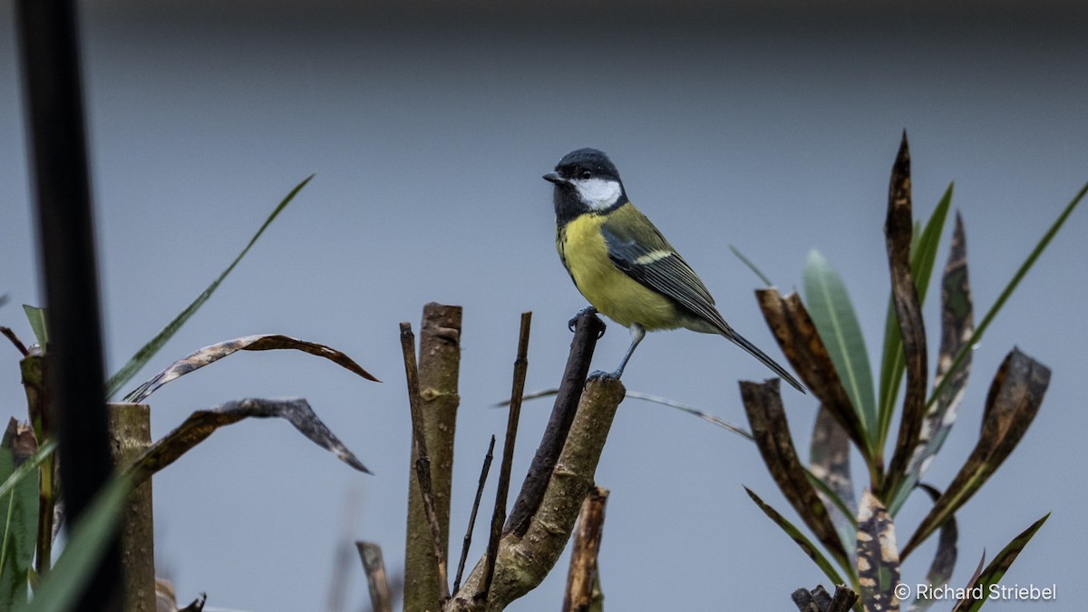 Mésange charbonnière - ML643175090