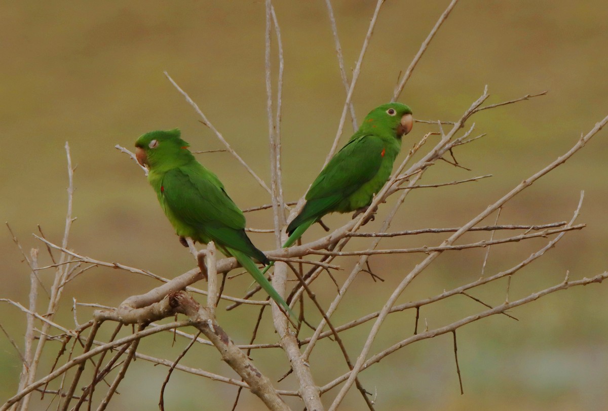 Conure pavouane - ML643175094