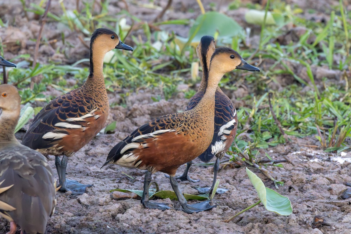 Wandering Whistling-Duck - ML643175116