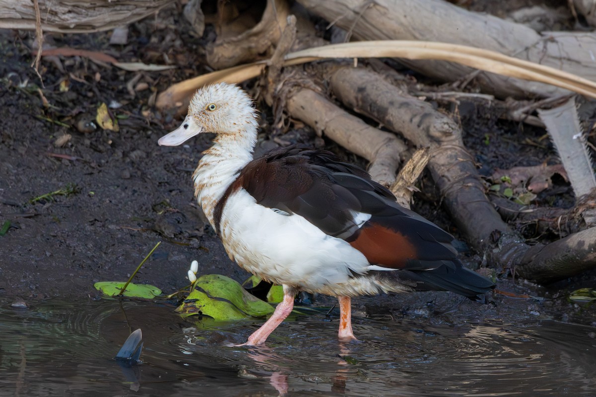 Radjah Shelduck - ML643175118