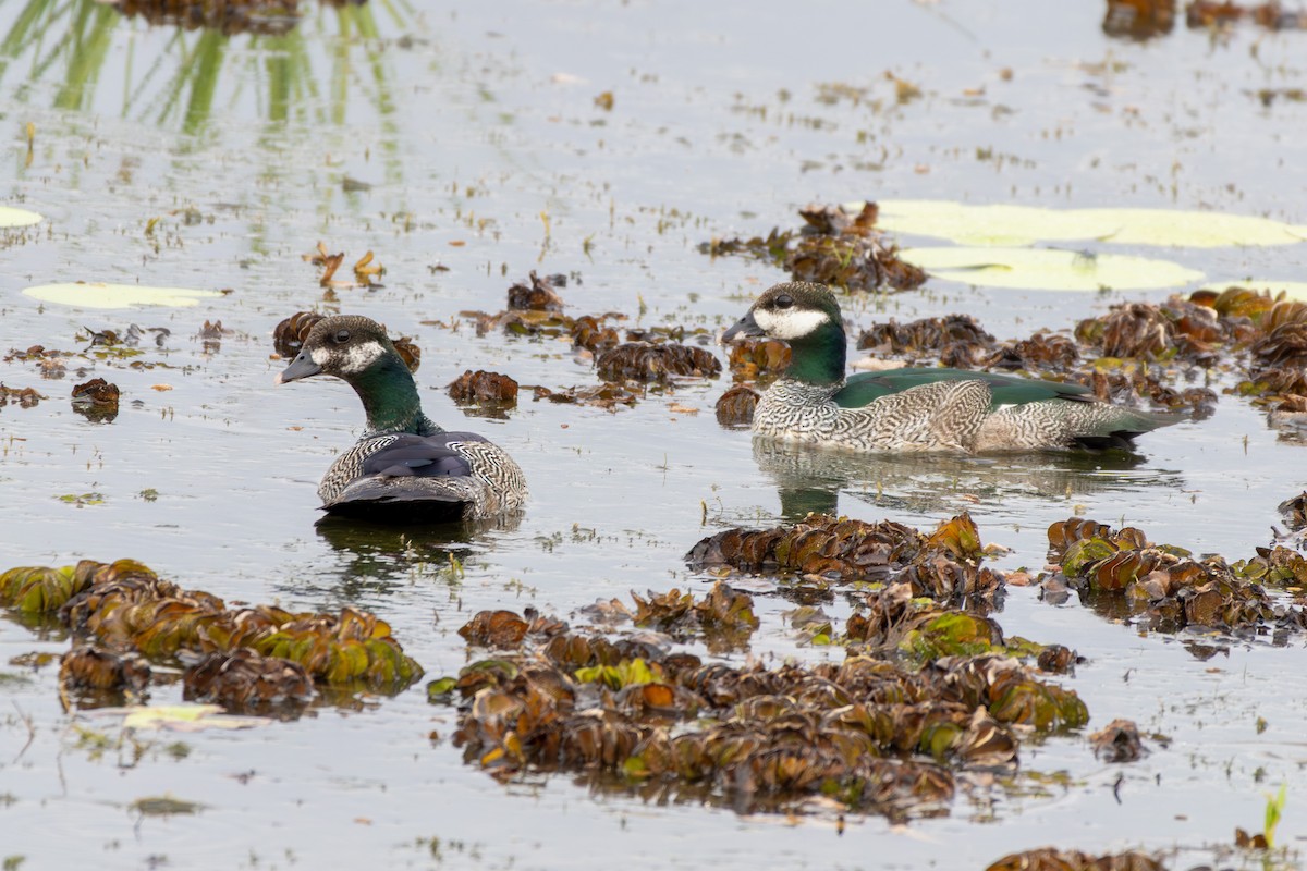Green Pygmy-Goose - ML643175122