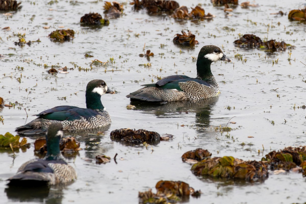 Green Pygmy-Goose - ML643175123