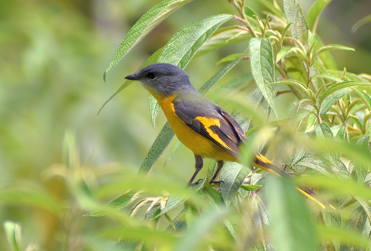 Gray-chinned Minivet - ML643175124