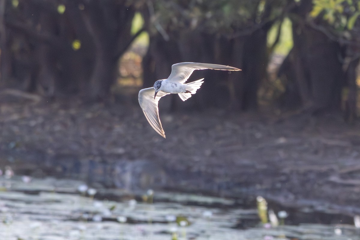 Whiskered Tern - ML643175126