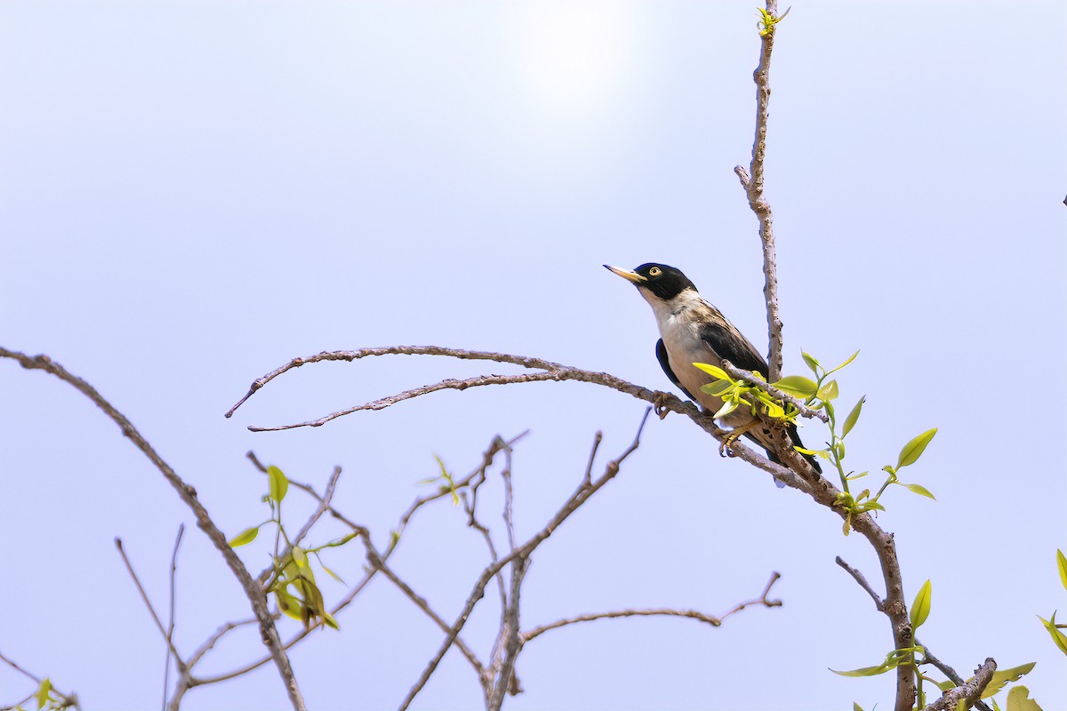 Néositte variée (leucoptera) - ML643175127