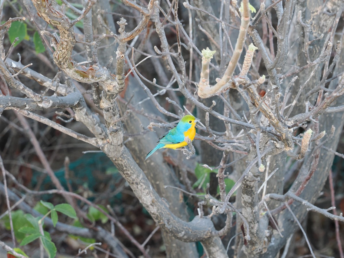 Orange-breasted Bunting - ML643175143