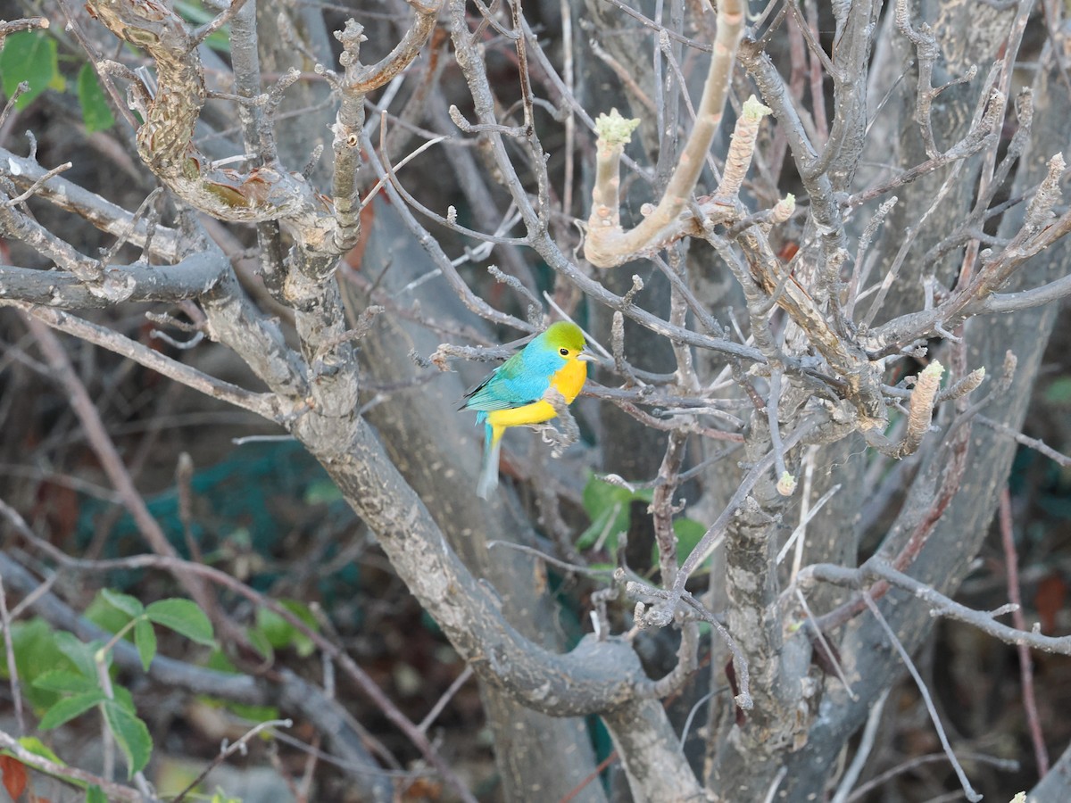 Orange-breasted Bunting - ML643175144