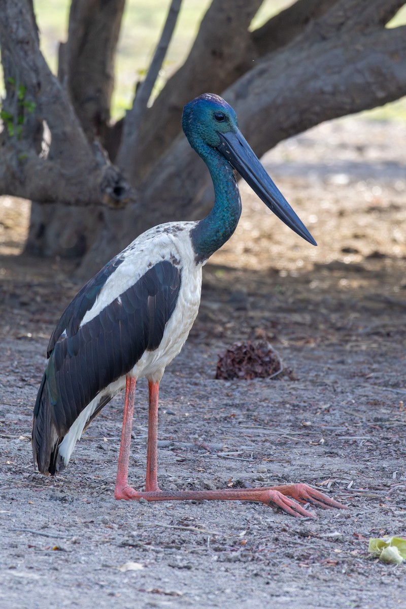 Black-necked Stork - ML643175145