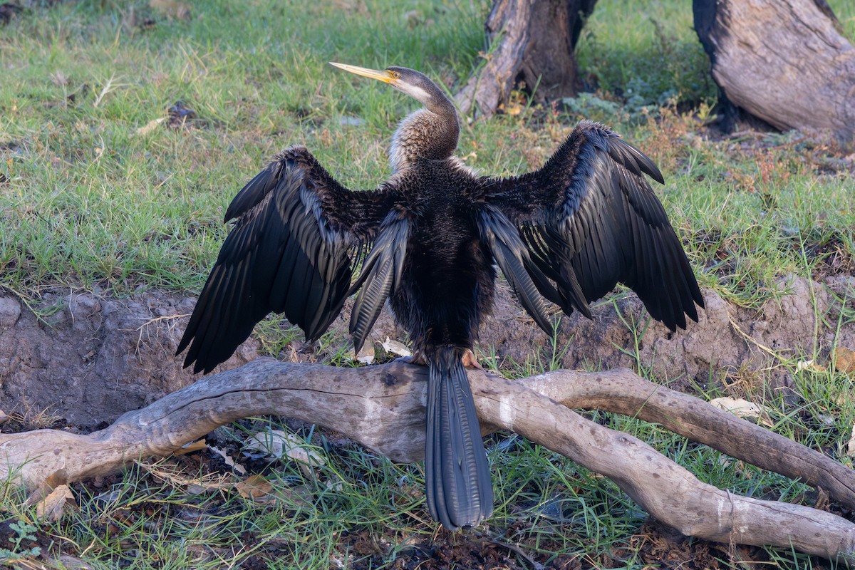 Australasian Darter - ML643175146